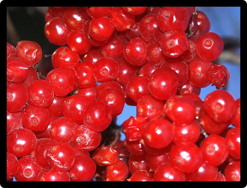 Macro shot of bright red berries in the forests of northern Illinois.