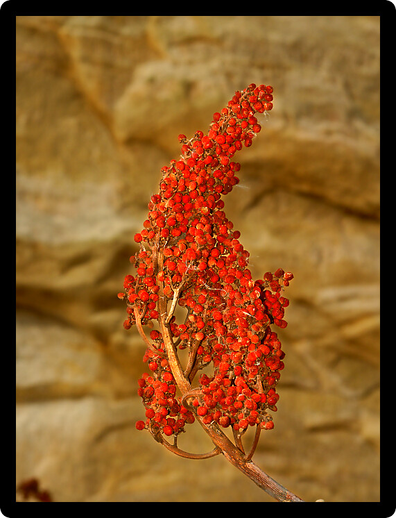 Beautiful bright red berries in northern Illinois.