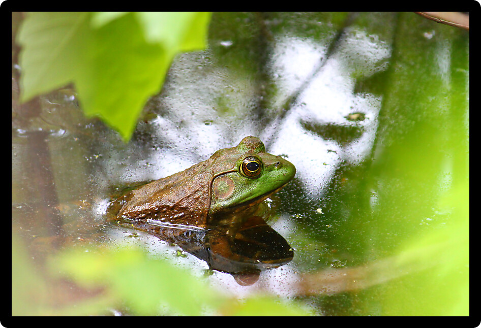 Big Bullfrog (Rana catesbeiana) in a wetland of northern Alabama.