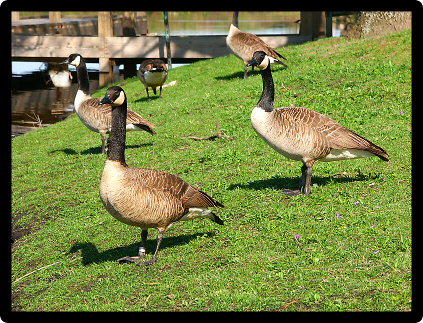 Pair Canada Geese (Branta canadensis) at Willow Slough in Indiana.