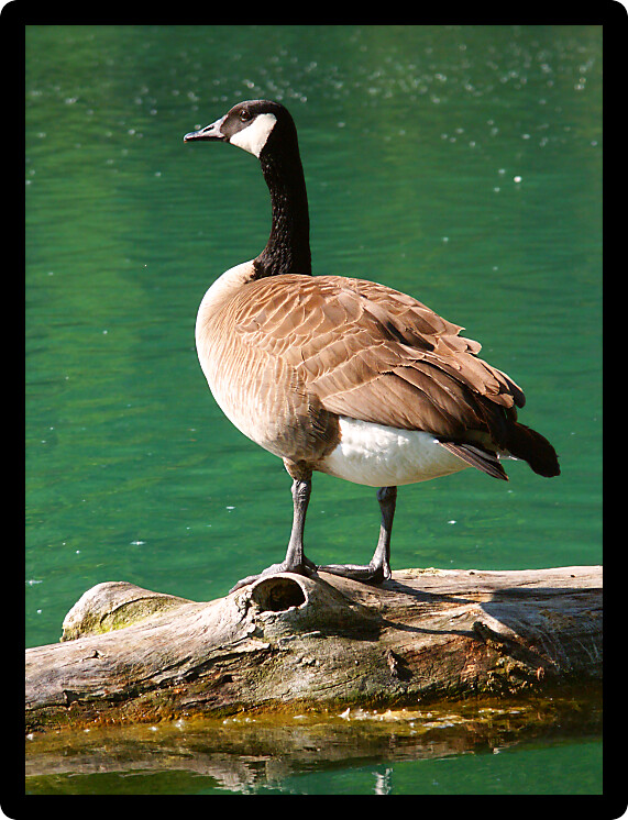 Canada Goose (Branta canadensis) sits on a log at Spencer Conservation Area in Illinois.