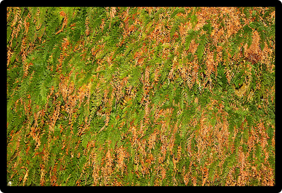 Vegetation covers a rock wall at Cave Spring in Alabama.