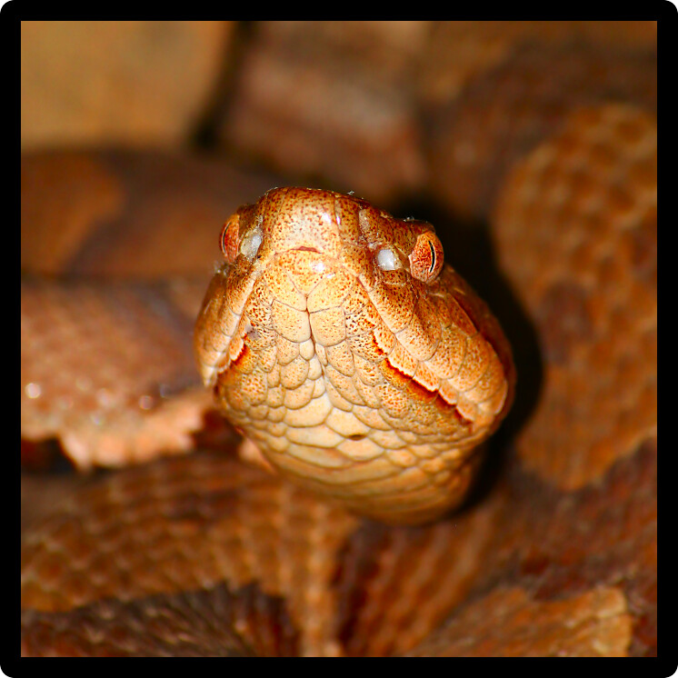 Copperheads (Agkistrodon contortrix) are a venomous viper species in Alabama.