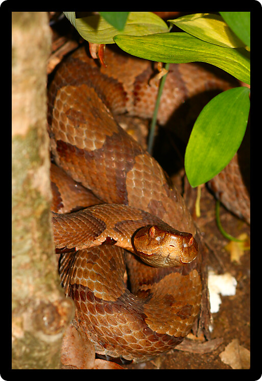 Venomous Copperhead (Agkistrodon contortrix) snake sits on the forest floor in Alabama.