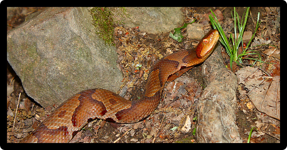 Copperhead (Agkistrodon contortrix) gazes through vegetation in the USA.