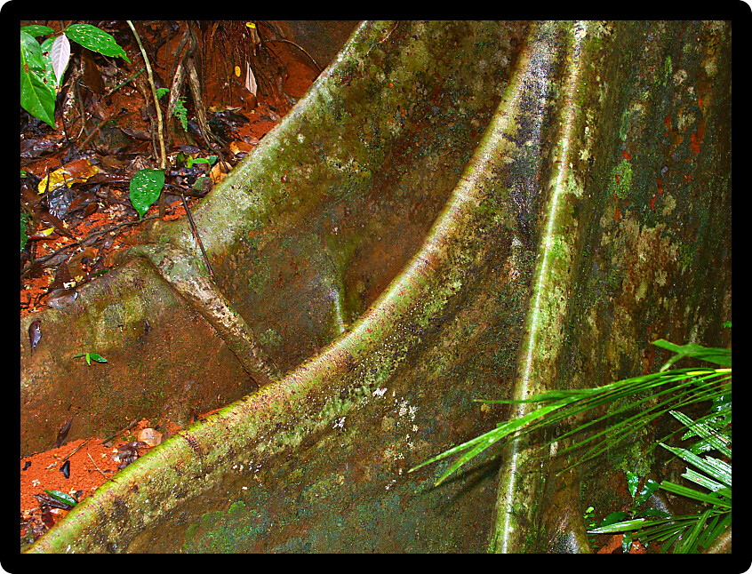 Buttressed roots of a tree at Daintree National Park north Queensland Australia