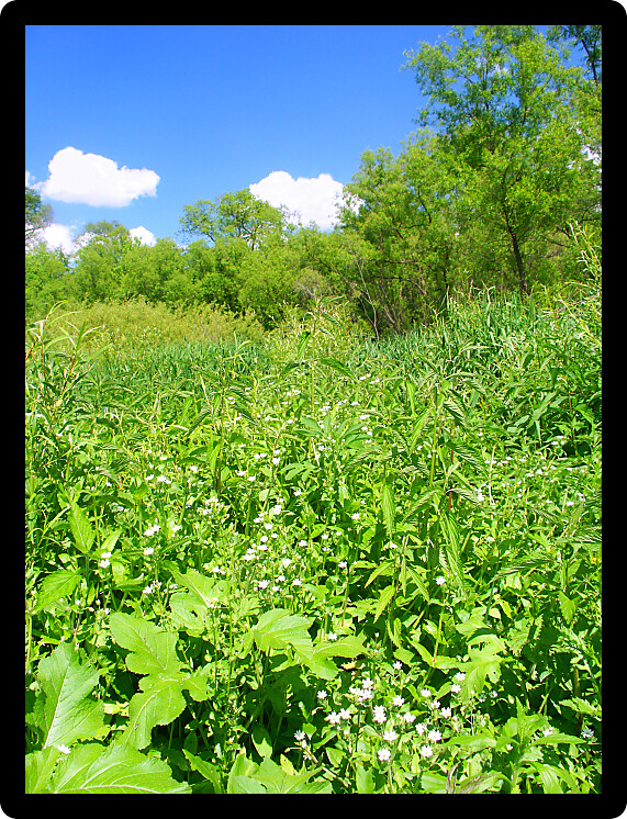 Dense vegetation flourishes at Blackhawk Springs Forest Preserve in Illinois.