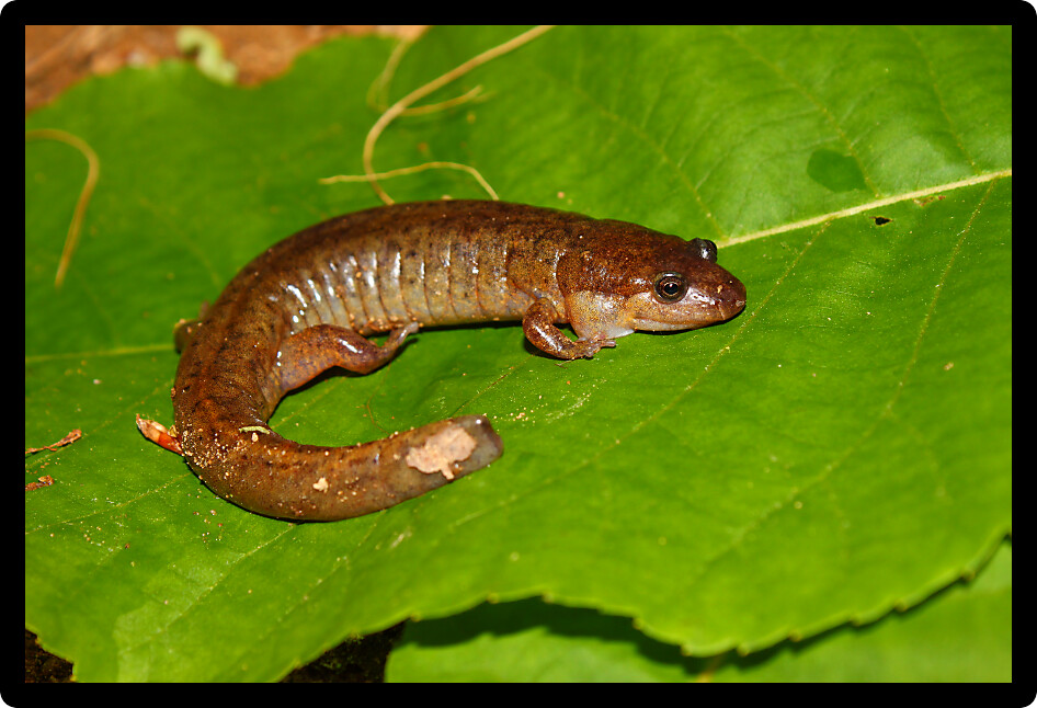 Dusky Salamander (Desmognathus conanti) in a natural environment of Alabama.