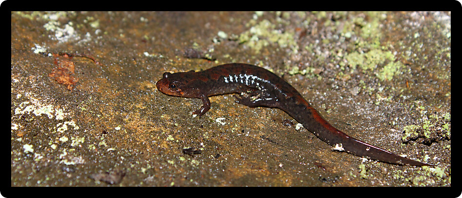 Dusky Salamander (Desmognathus conanti) in a northern Alabama environment.