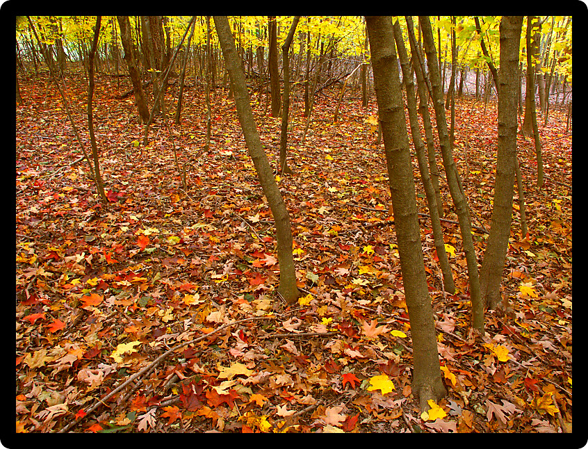 Beautifully colored fall leaves cover a woodland at Kishwaukee Gorge Forest Preserve in northern Illinois.