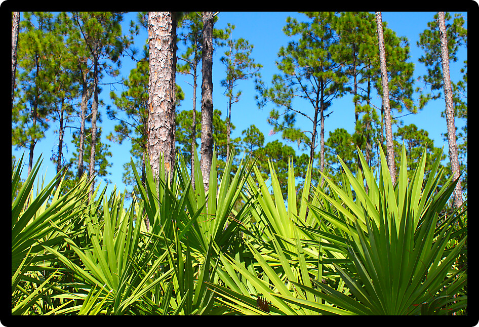 Beautiful pine flatwoods of central Florida on a sunny day.