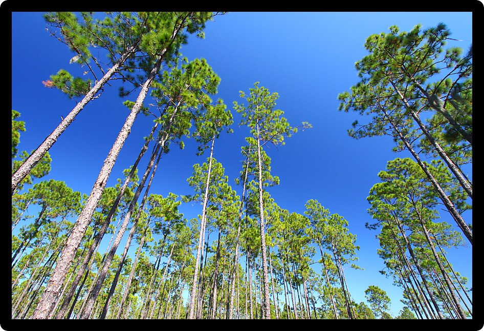 Beautiful pine flatwoods of Florida on a clear day.