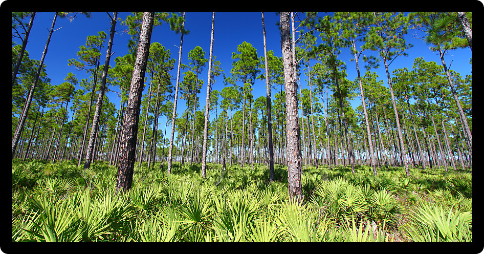Beautiful pine flatwoods of Florida on a clear day.
