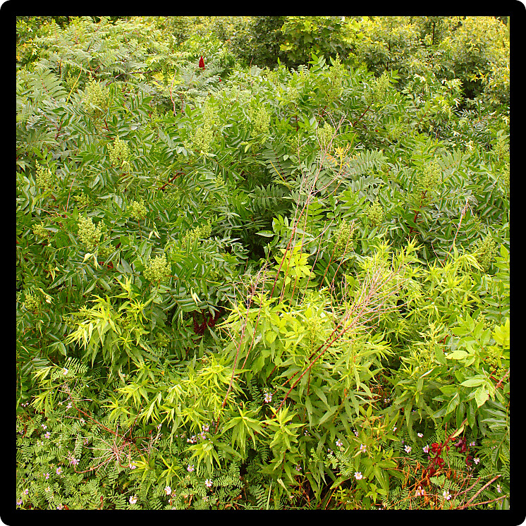 Background of dense forest vegetation in Alabama.