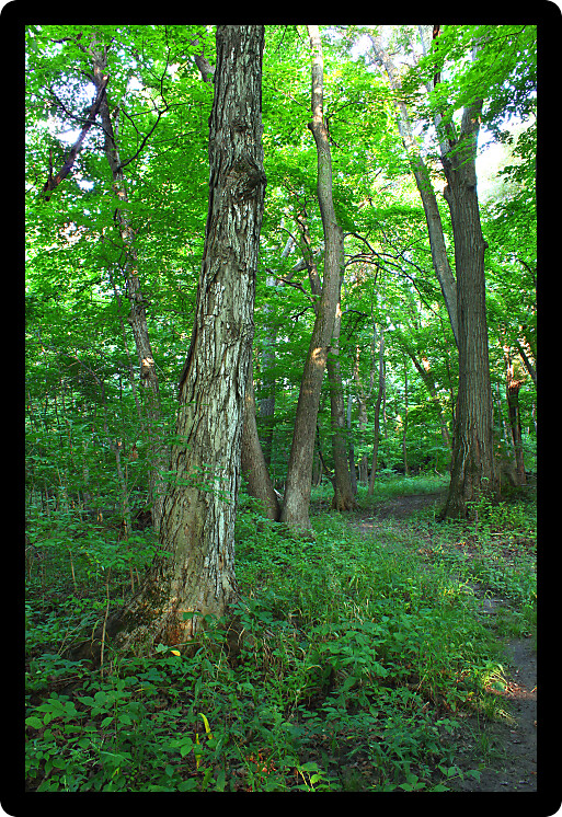 Beautiful woodland at Shabbona Lake State Park in northern Illinois.