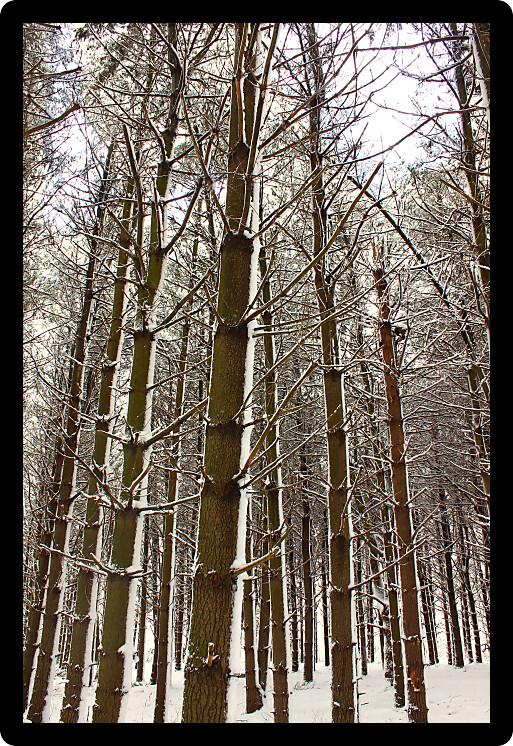 Magnificent winter scene in a pine forest at Rock Cut State Park in Illinois.