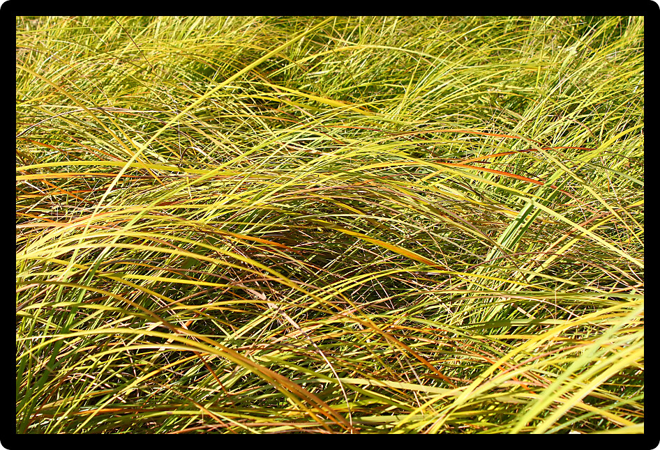 Background of pretty grass in an Illinois prairie.