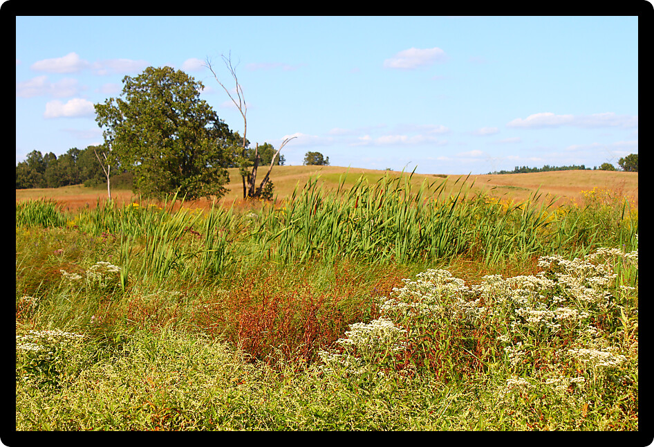 Vast prairie environment in northern Illinois.