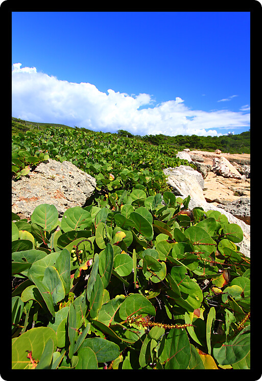 Tropical Caribbean coastline at Guanica Dry Forest Reserve in Puerto Rico.