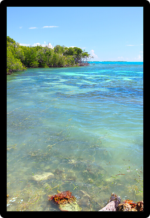 Caribbean coastline at Guanica Dry Forest Reserve in Puerto Rico.