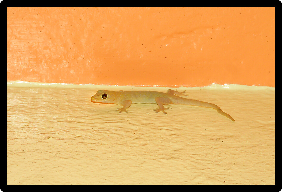House Gecko (Hemidactylus frenatus) on a wall in Cairns Queensland Australia.