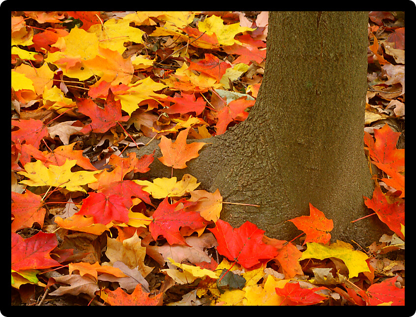 Vibrant red and yellow leaves at the base of a tree in northern Illinois.