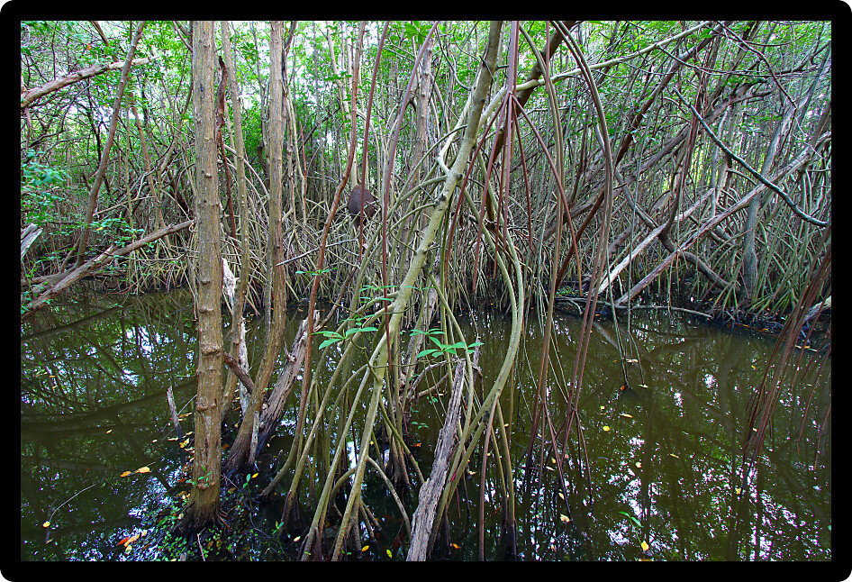 Thick and swampy area of Puerto Rico near Fajardo.