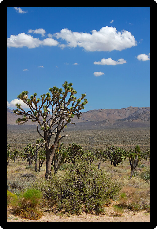 Vast arid expanse of the Mojave National Preserve in California.