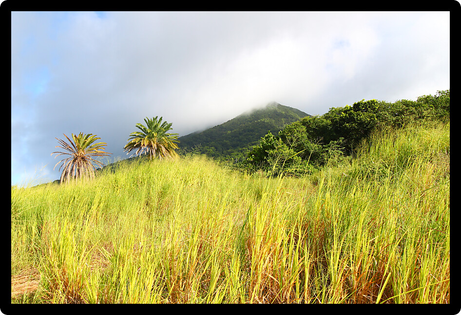 View of Mount Liamuiga from the sugar cane fields of Saint Kitts.