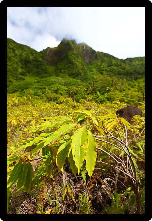 View of Mount Liamuiga from the bottom of The Crater of Saint Kitts.