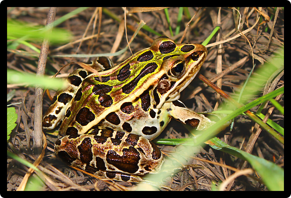 Northern Leopard Frog (Rana pipiens) in northern Illinois.