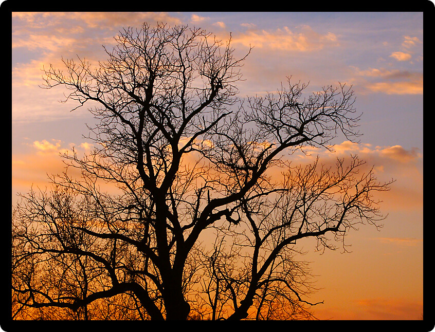 Silhouette of an old oak tree against a blazing Illinois sunset.