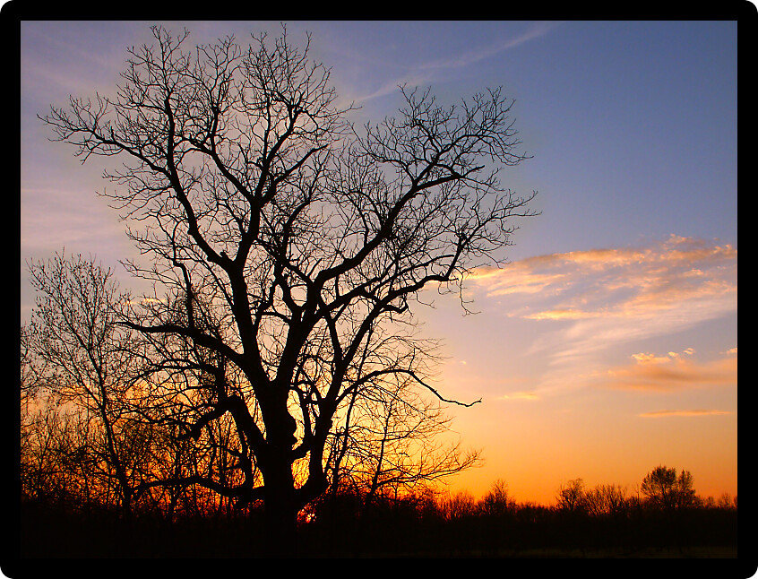 The silhouette of an old oak tree against a blazing Illinois sunset.