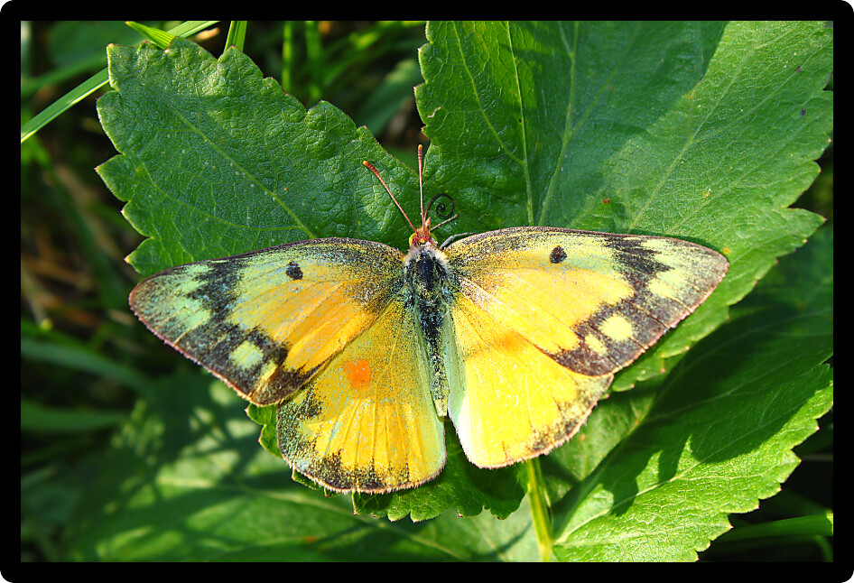 Orange Sulphur Butterfly (Colias eurytheme) at Shabbona Lake State Park in northern Illinois.
