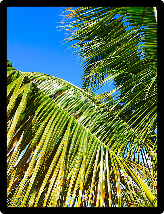 Looking up at a palm tree at Seven Seas Beach in Puerto Rico.