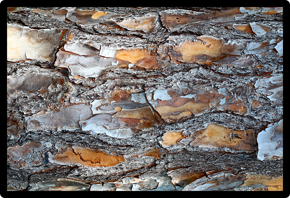 Closeup of pine tree bark in central Florida.