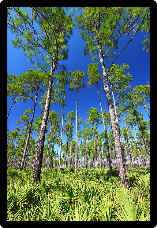 Beautiful pine flatwoods of central Florida on a sunny day.