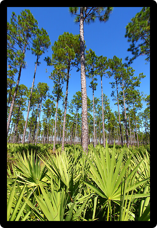 Beautiful pine flatwoods of central Florida on a sunny day.