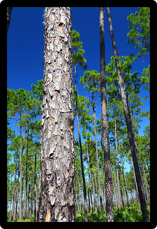 Beautiful pine flatwoods of Florida on a clear day.