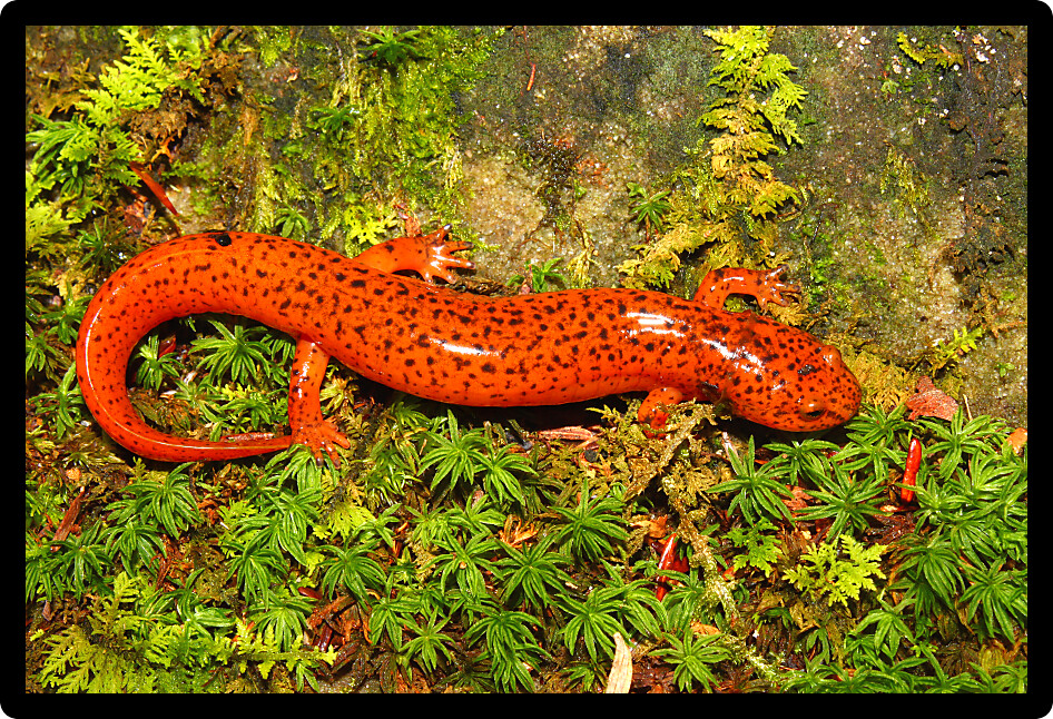 Red Salamander (Pseudotriton ruber) inhabiting northern Alabama.