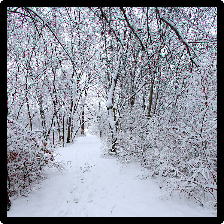 Fresh snowfall along a hiking trail in northern Illinois.