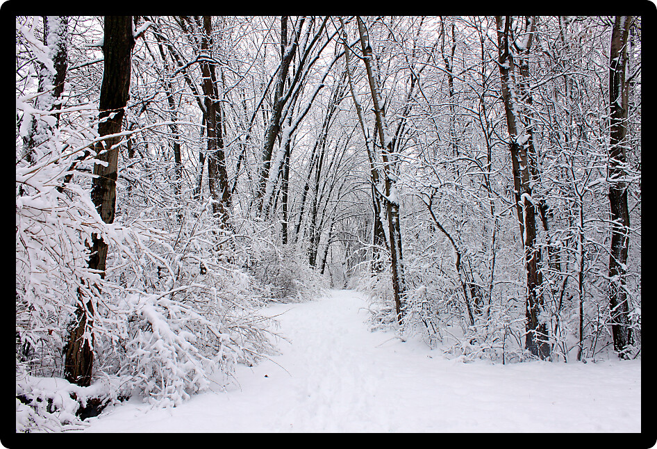 Fresh snowfall along a hiking trail in northern Illinois.