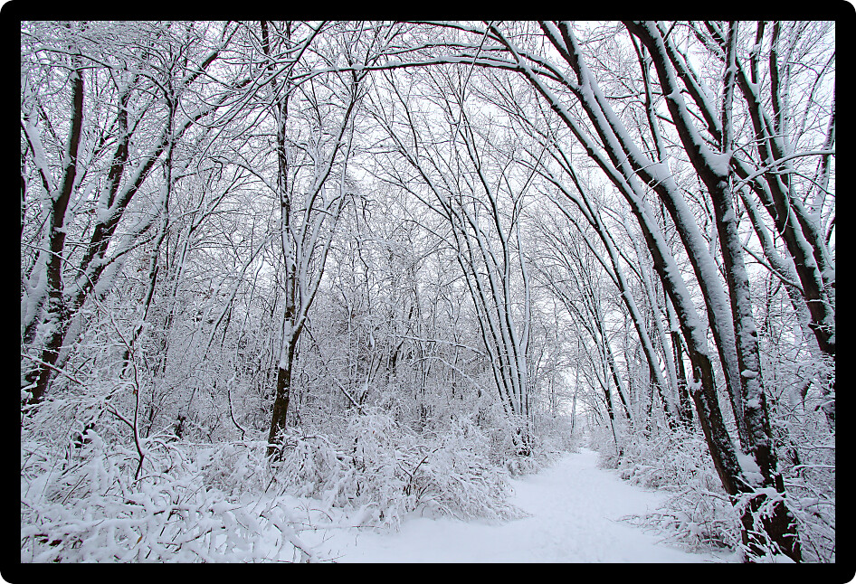 Fresh snowfall along a hiking trail in northern Illinois.
