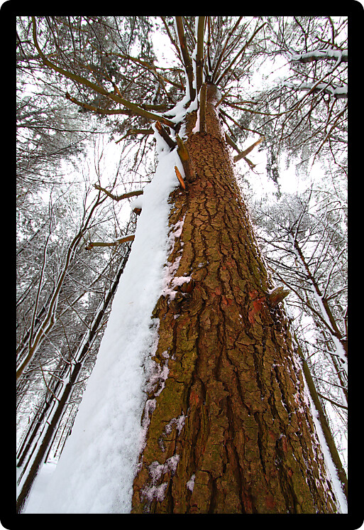 Snow covers a pine forest at Rock Cut State Park in northern Illinois.