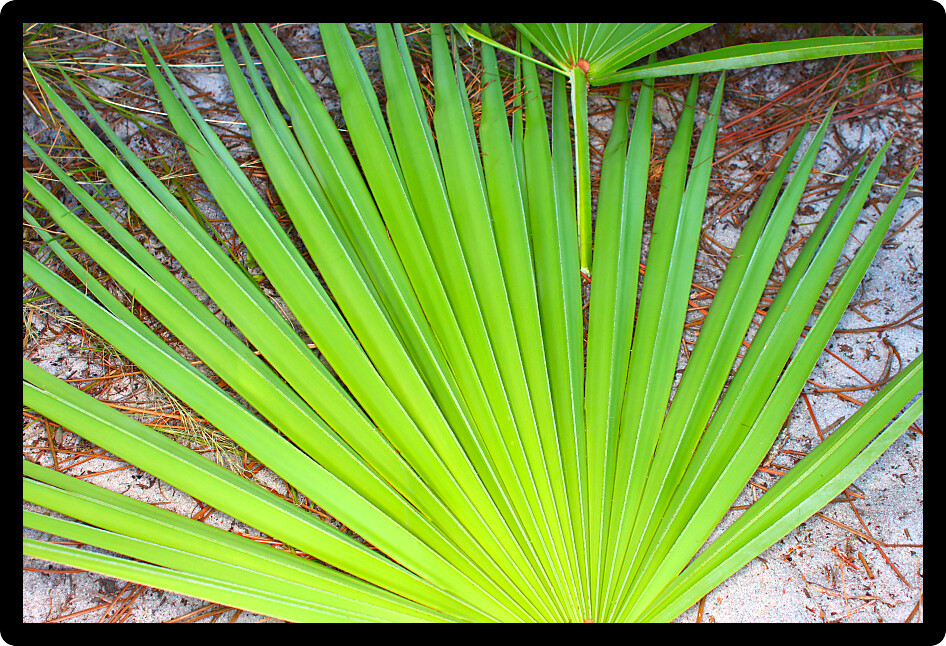 Frond of a saw palmetto (Serenoa repens) in central Florida.