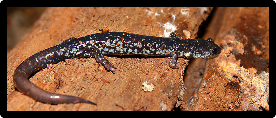 Slimy Salamander (Plethodon glutinosus) at a natural area of Alabama.