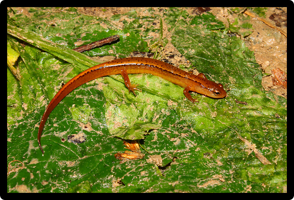 Southern Two-lined Salamander (Eurycea cirrigera) in northern Alabama.