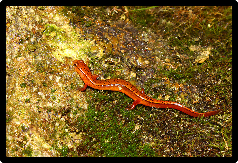Southern Two-lined Salamander (Eurycea cirrigera) in northern Alabama.