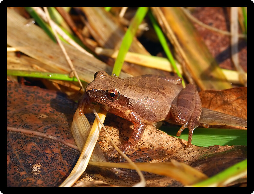 Spring Peeper (Pseudacris crucifer) in a central Illinois wetland.