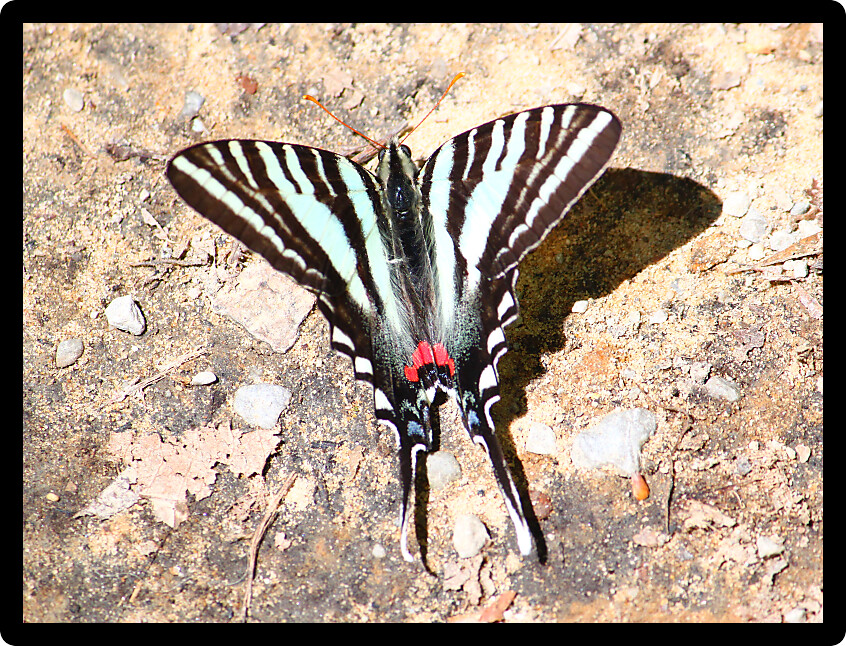 Beautiful Zebra Swallowtail (Eurytides marcellus) in the southern United States.